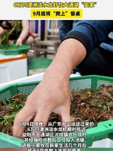 6万只澳洲淡水龙虾在大通湖“安家”,9月底将“爬上”餐桌