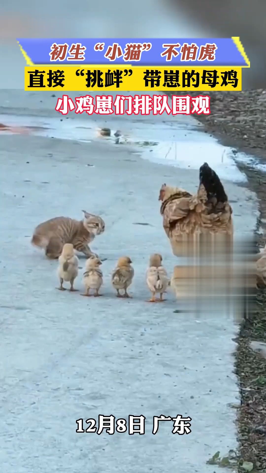 初生“小猫”不怕虎,直接“挑衅”带崽的母鸡