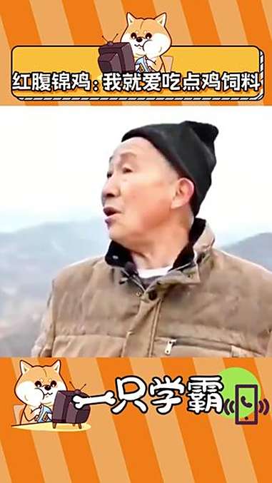 你大爷还是你大爷 红腹锦鸡 万万没想到 国家二级保护动物 濒危物种