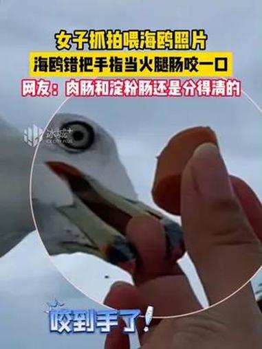 女子抓拍喂海鸥照片,海鸥错把手指当火腿肠咬一口。网友:肉肠和淀粉肠还是分得清的。眼神清澈的