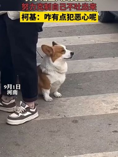 狗狗闻臭豆腐 臭豆腐 狗狗的心思都写在脸上了(素材来源:)