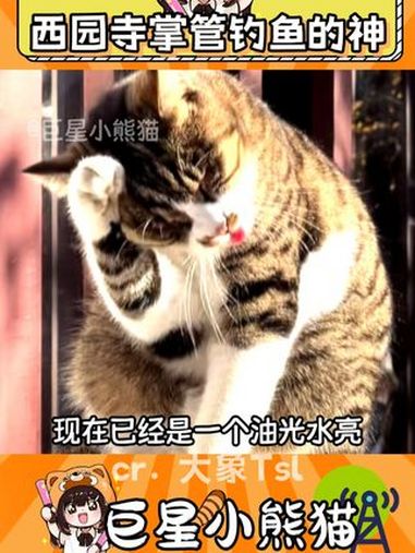 拜见钓鱼神 猫咪 动物 苏州 西园寺 钓鱼