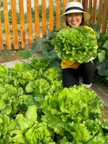 夏天种生菜要选耐热品种 我的小菜园 蔬菜种子 种植的乐趣 田园生活