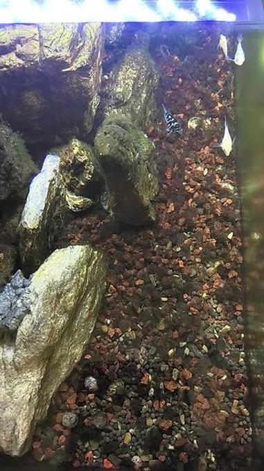 #水族造景溪流石 #缸底石 #鱼缸造景石 #水族箱中的岩石洞穴