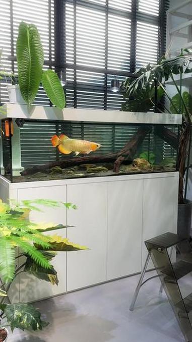 感觉至上 龙鱼 红龙 印尼红龙 水鸦鱼缸 造景养龙