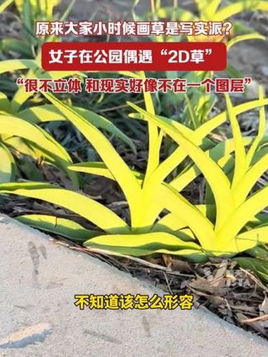 原来大家小时候画草都是写实派?女子在公园偶遇“2D草”:很不立体,和现实好像不在一个图层。