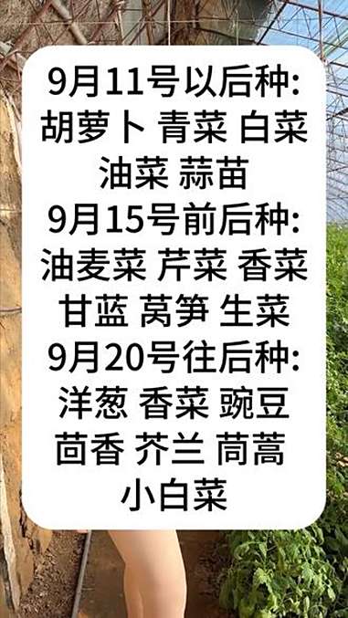 9月11号以后种什么菜 种菜 种植技术 三农 种菜时间
