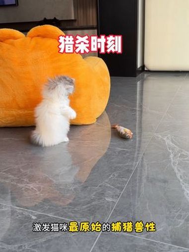 这个电动仿真小鱼玩具,我家猫玩了一整天,累的睡着了 猫玩具 逗猫神器 养猫用品推荐 新手养