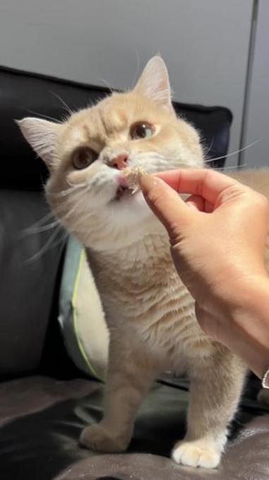 美毛亮毛的原切鳕鱼冻干，给小猫香迷糊啦 #宠物食品 #猫零食 #宠物零食 #好物推荐 #猫