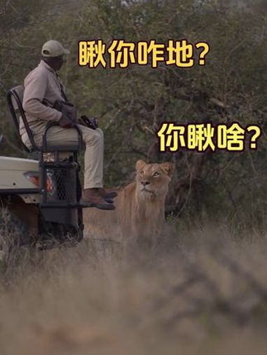 王德发骑摩托遇到迎面而来的雄狮,聪明的雄狮知道两脚兽惹不起 神奇动物在抖音 野生动物零距离
