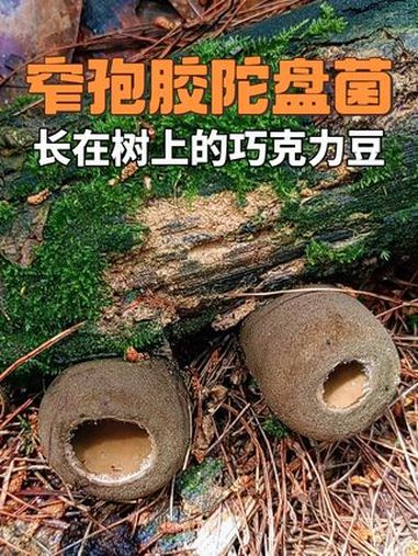 窄孢胶陀盘菌 长在树上的巧克力豆蘑菇 菌子的季节 创作者中心 创作灵感 科普 野生菌