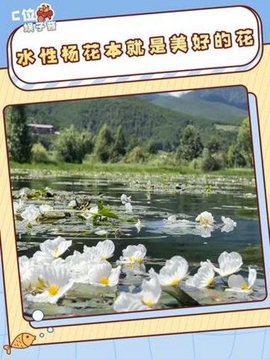 水性杨花本来就是很美好的花,不该被污名化 水性杨花 科普 美好 女性