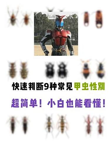 有意思:甲虫怎么区分公母9招外形鉴定法,学会不要飘 01,象甲科:大竹象属Cyrtotra