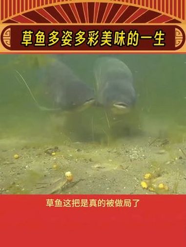 草鱼：永远都飞不出，美味的世界~ 草鱼 美食 养鱼 娱乐评论大赏