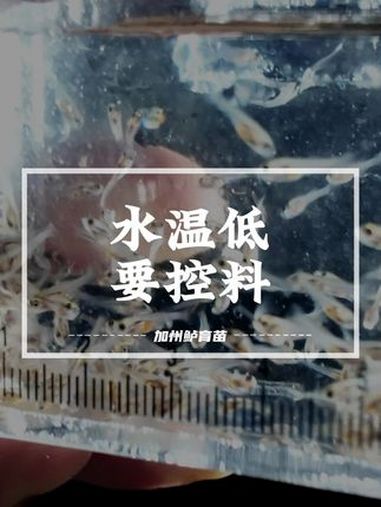 白金加州鲈水花驯料第三天,水温低要控料,安全最重要!加州鲈 加州鲈鱼苗 乐开花鱼苗料 @渔