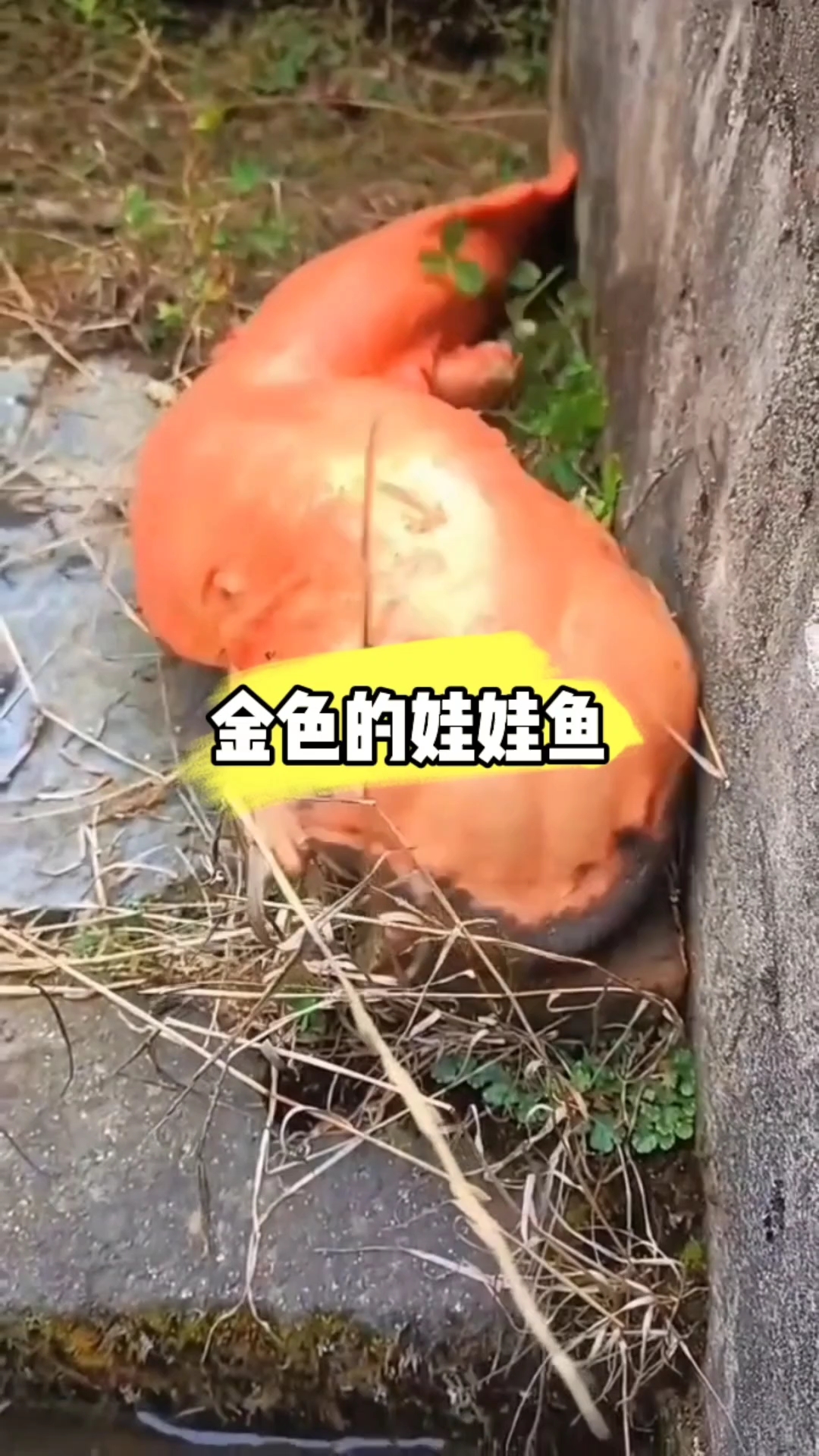 金色的娃娃鱼