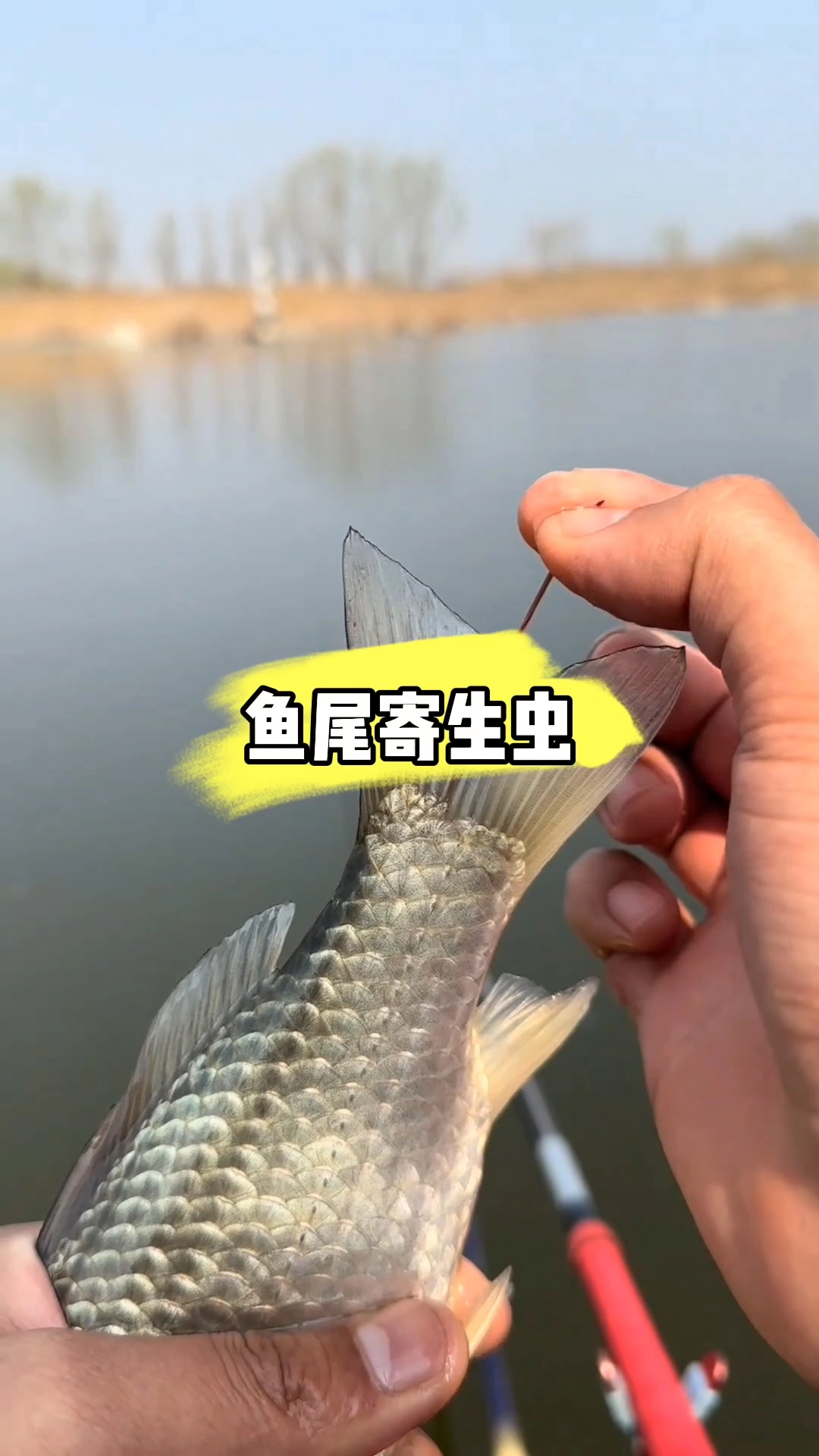 鱼尾巴的寄生虫