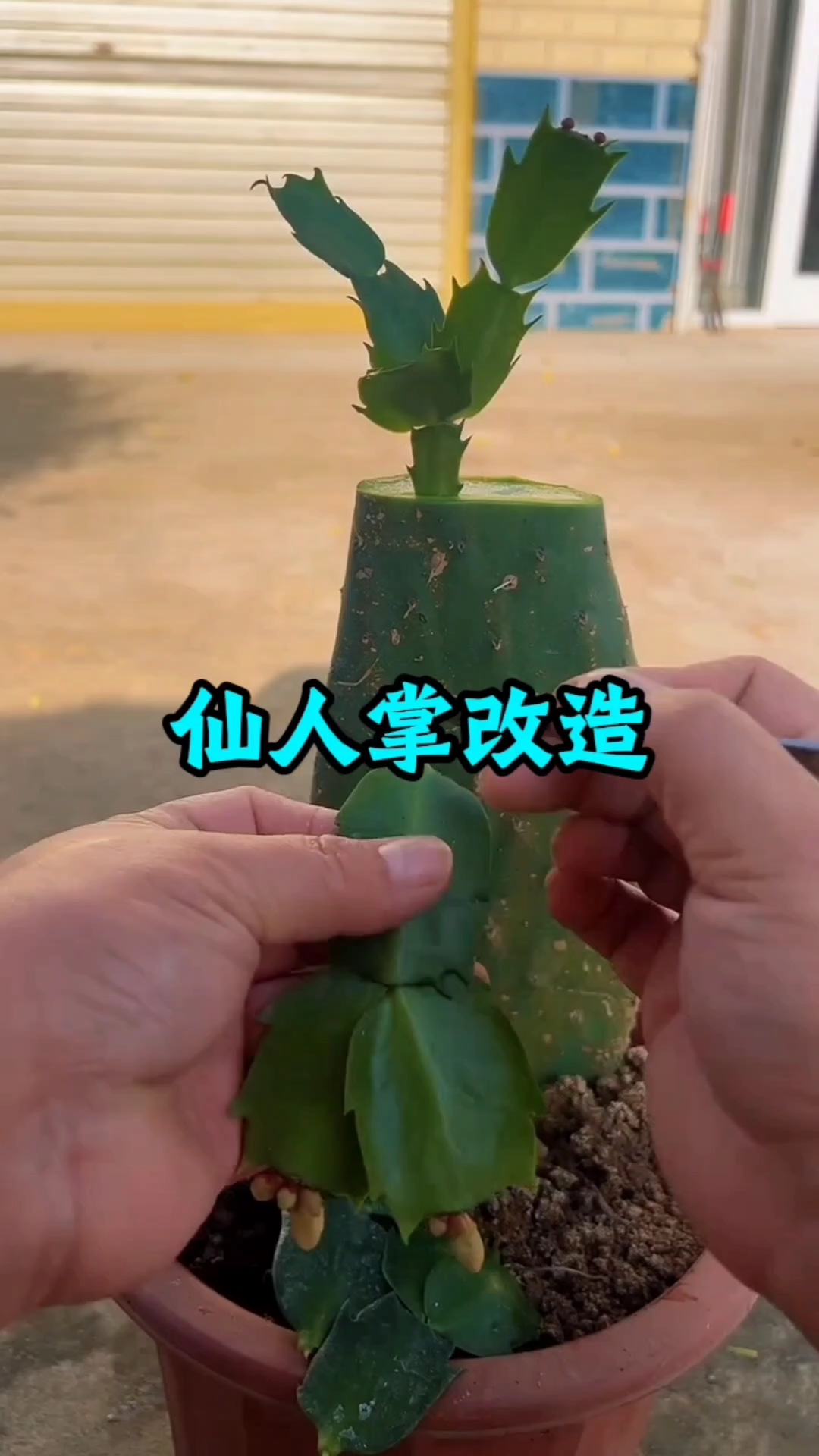 仙人掌嫁接