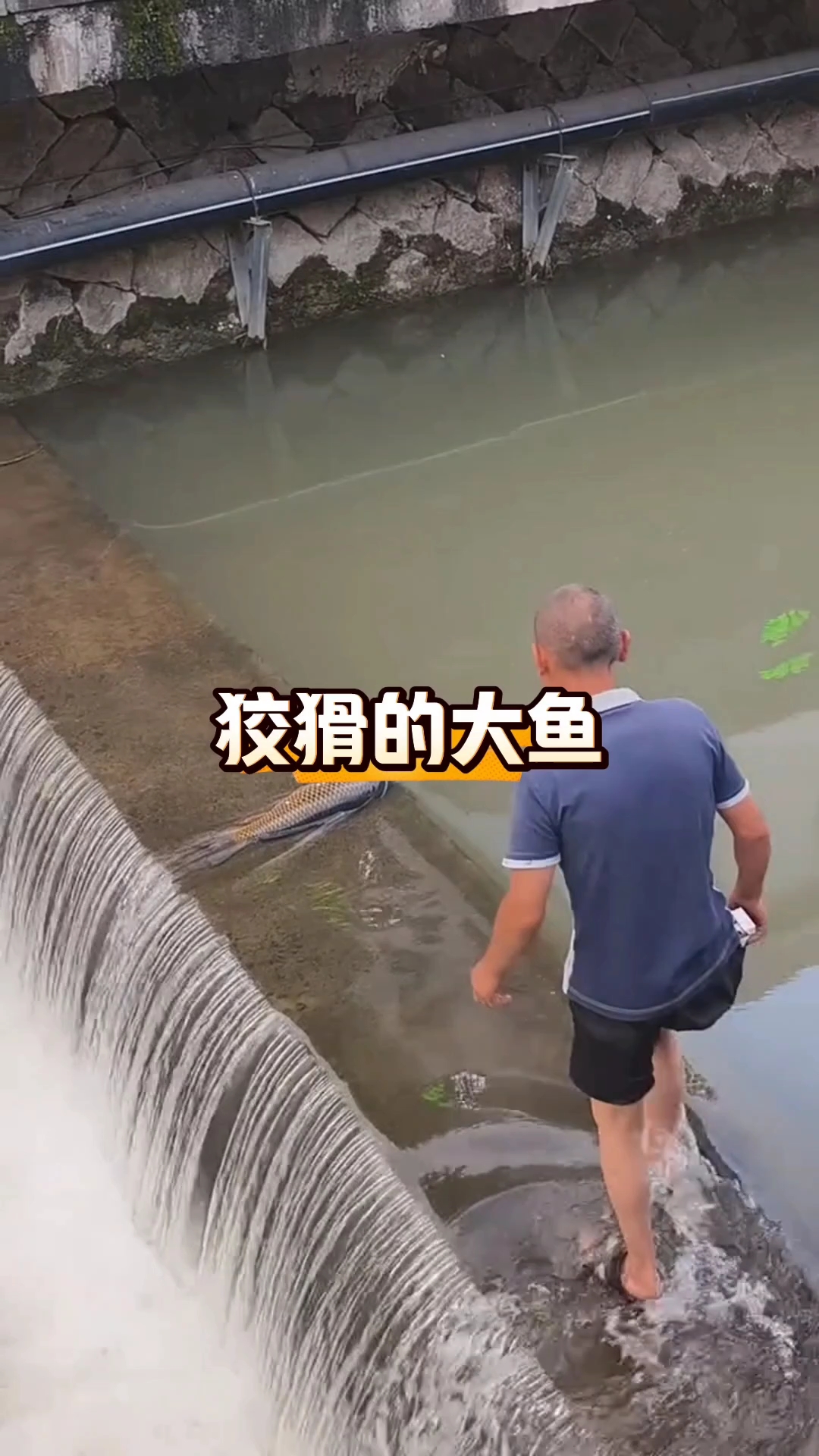 狡猾的大鱼