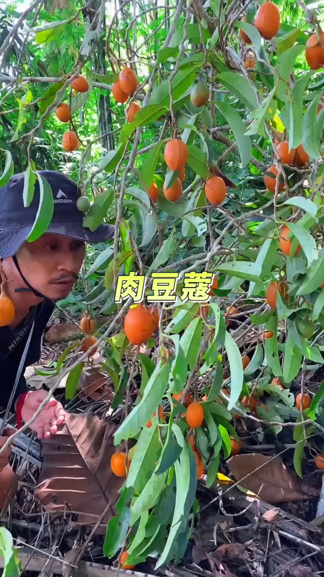 肉豆蔻