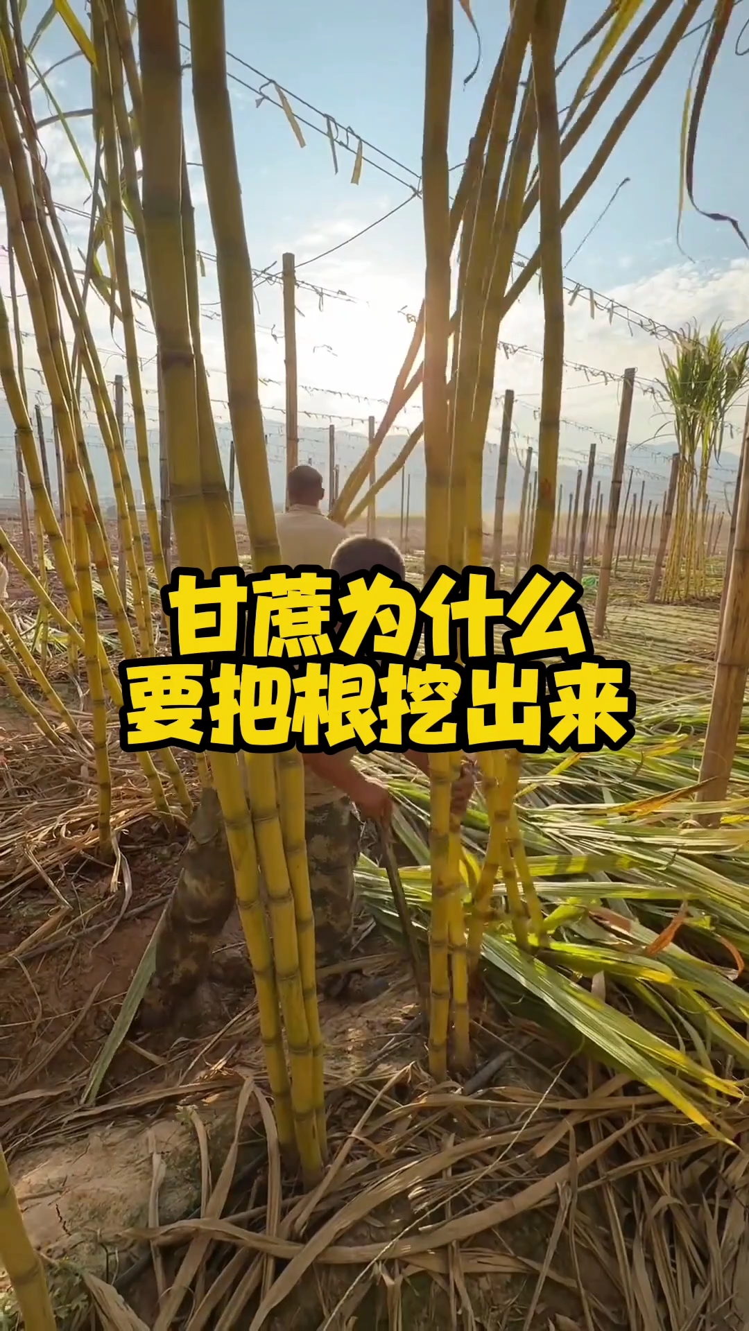 为什么要把根挖出来