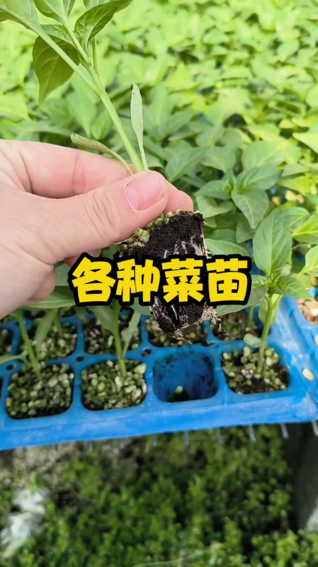 各种菜苗