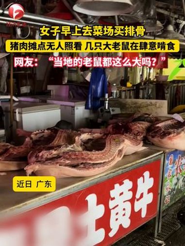 猪肉摊点无人照看时,几只大老鼠肆意啃食。食品安全重于泰山 放心肉