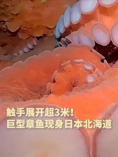 触手展开超3米 巨型章鱼现身日本北海道(来源:央视新闻)