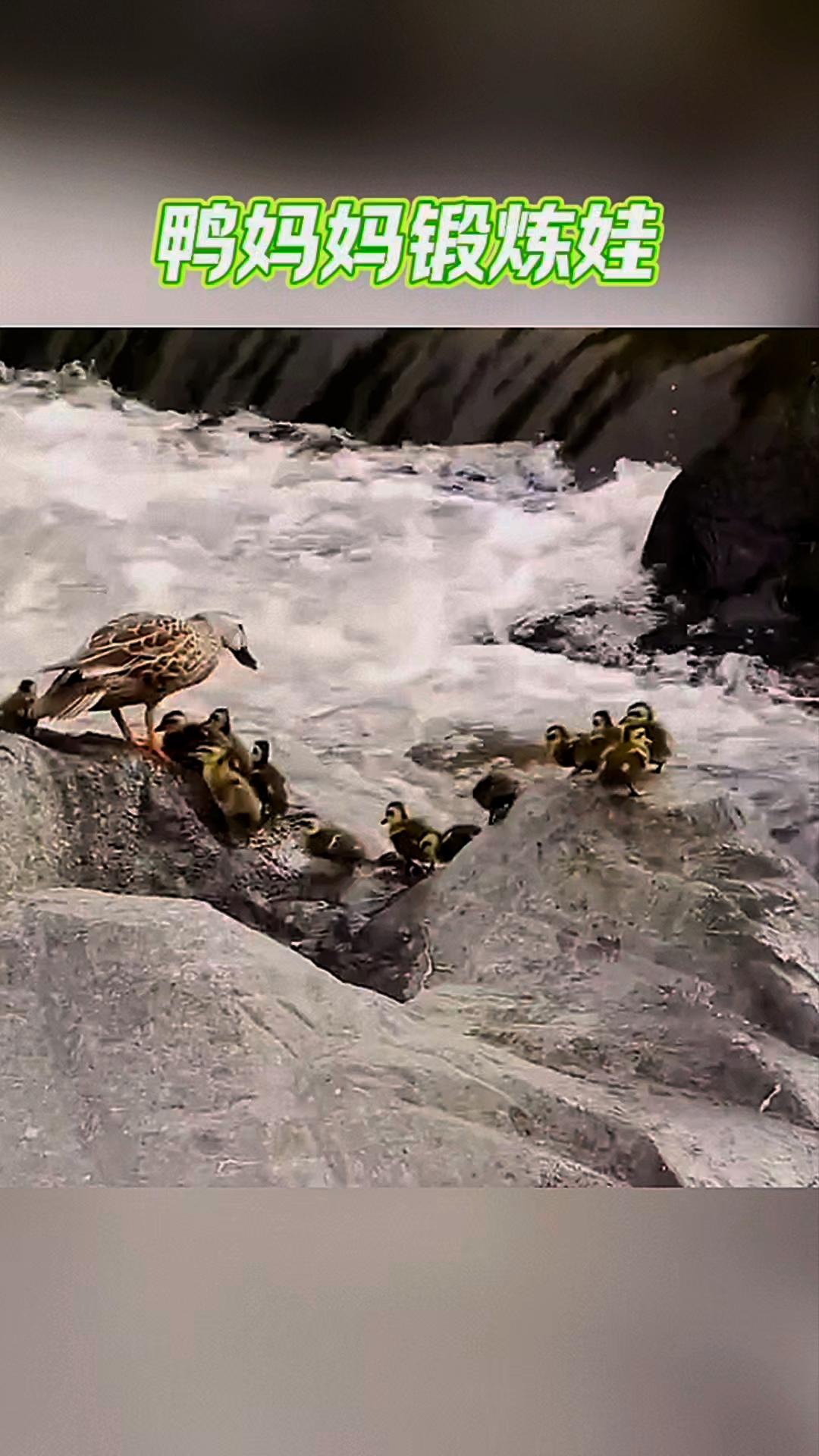 小鸭子们过河，最后全都过去了！