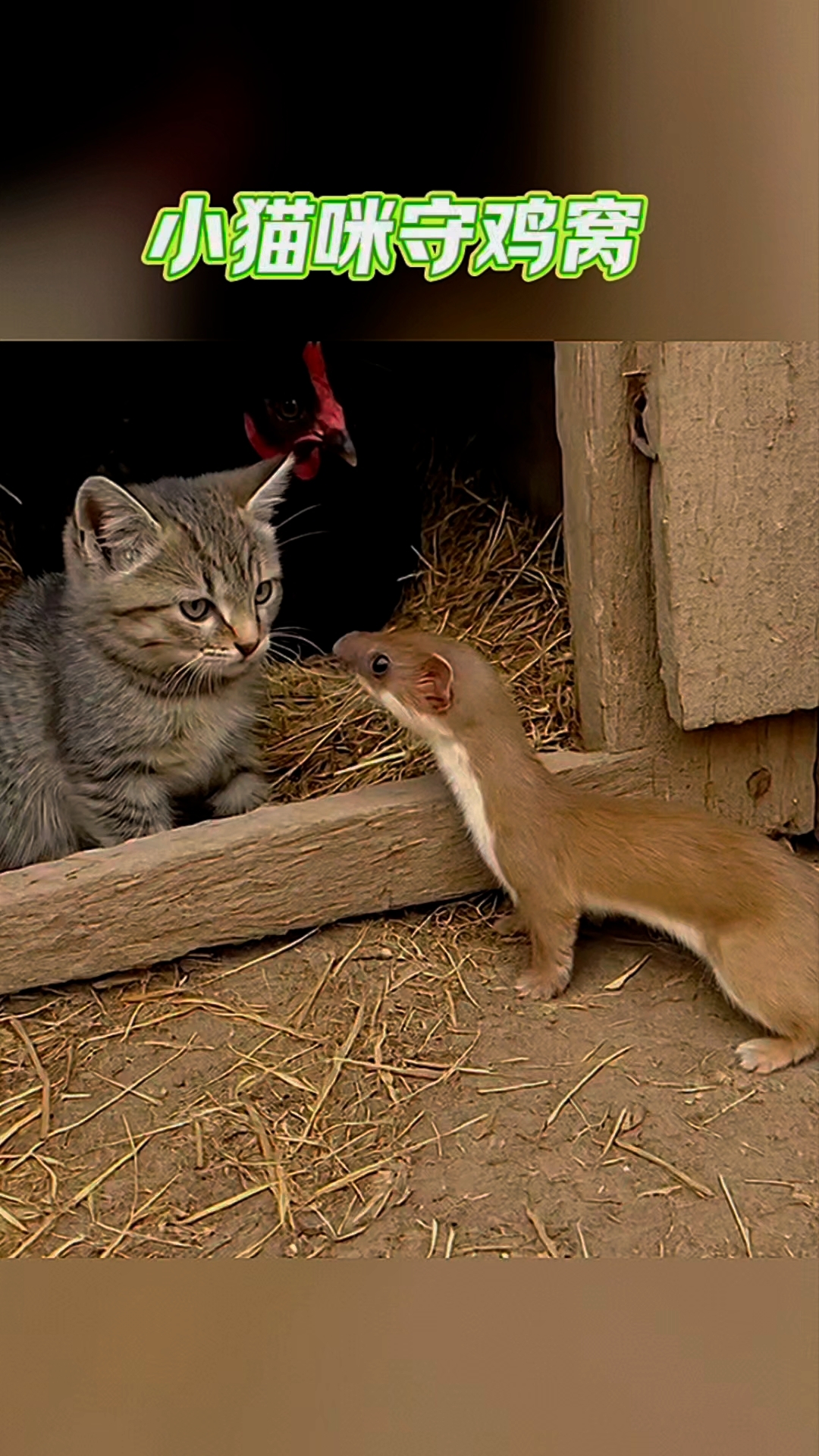 敢吃我家小鸡仔,我就吃你!