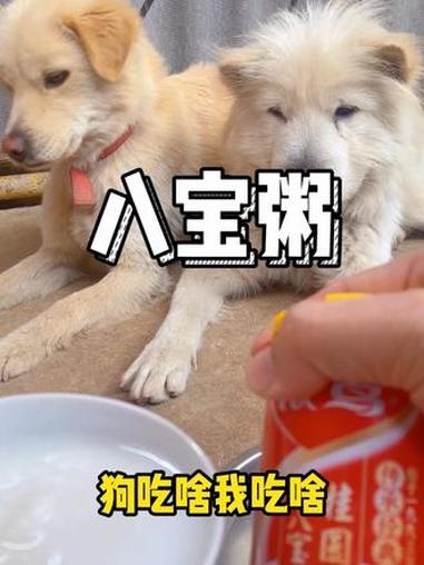 #狗吃啥我吃啥 #八宝粥 #桂圆莲子八宝粥 #热点小助手