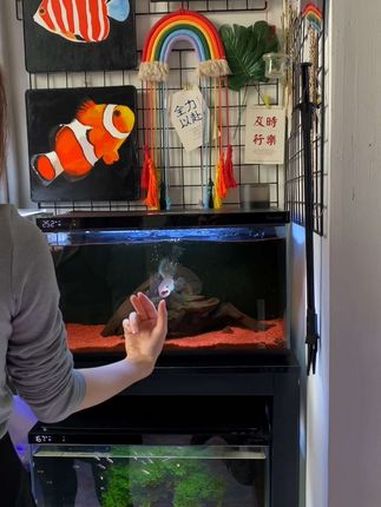 战斗力拉满 鬼王雷龙 养鱼人 水族爱好者