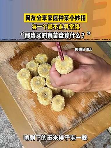 网友分享家庭种菜小妙招,每一个都不走寻常路
