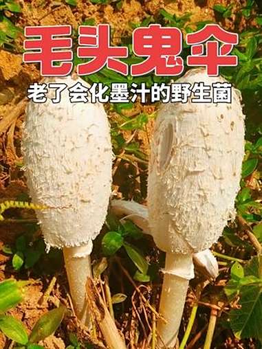 毛头鬼伞 俗称鸡腿菇的条件可食蘑菇 科普一下 创作者中心 创作灵感 野生菌 采蘑菇