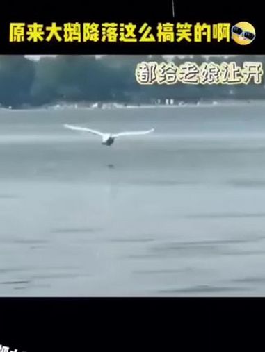 抓大鹅 抖音小游戏 学生党 全民抓大鹅小游戏 抖音小游戏暴躁大鹅