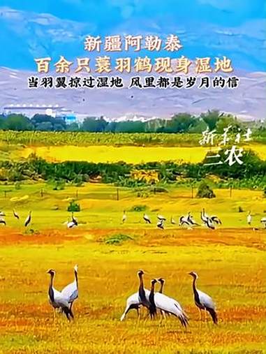 百余只蓑羽鹤现身湿地 新疆阿勒泰 当羽翼掠过湿地,风里都是岁月的信。蓑羽鹤 阿苇滩 生态环