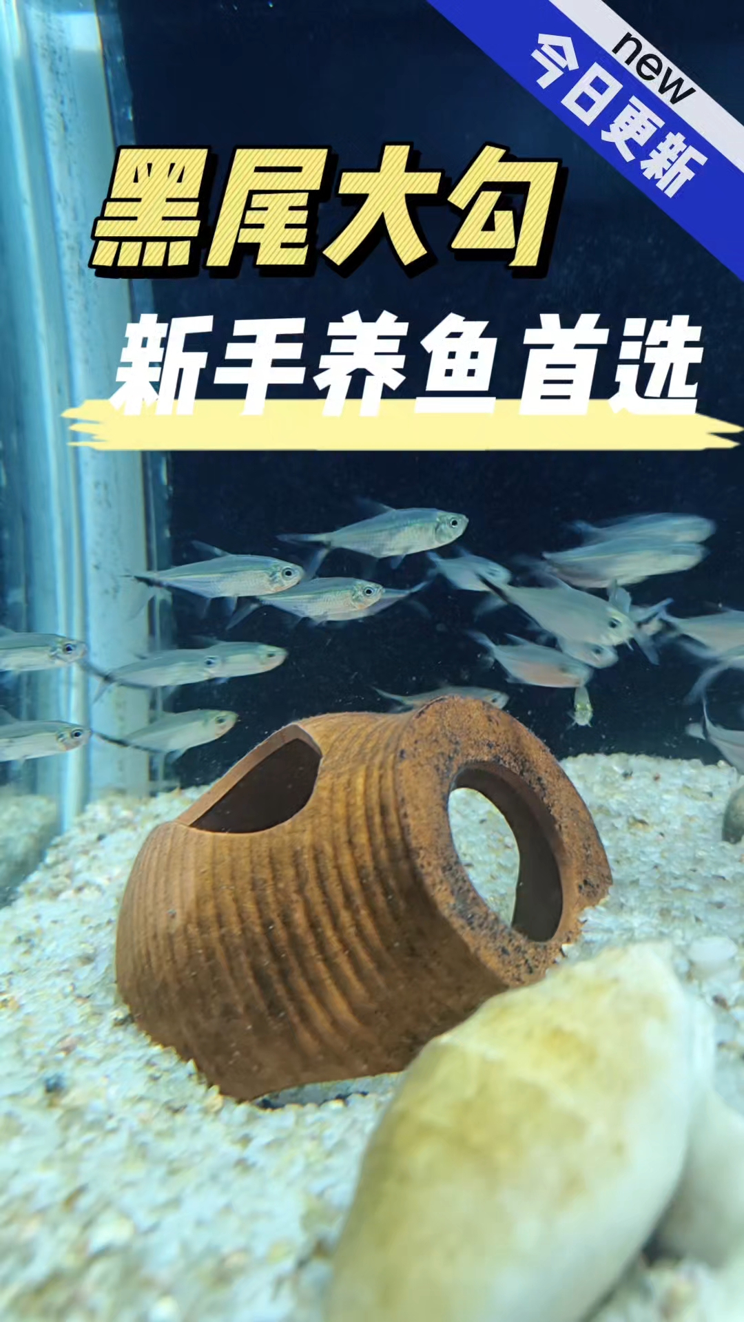 黑尾大勾已入缸,听说这种鱼也非常皮实好养活,大家觉得好看吗?