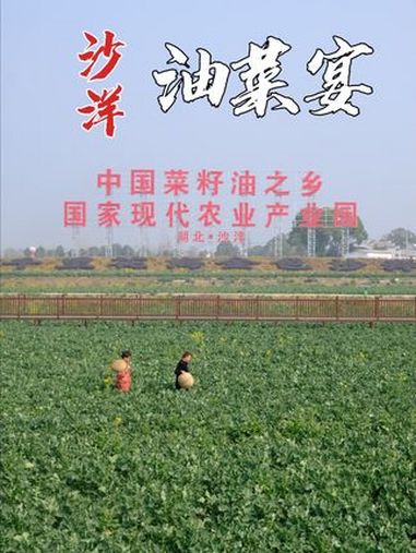 春意盎然,你们吃过油菜做的菜吗,欢迎大家来沙洋赏油菜花 地方特色美食 地道农家菜 我的家乡