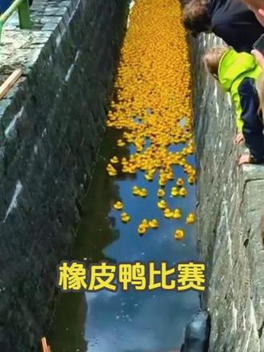国外的橡皮鸭漂流比赛,不仅有创意还全凭运气!老外真会玩 科普 涨知识 小黄鸭 漂流