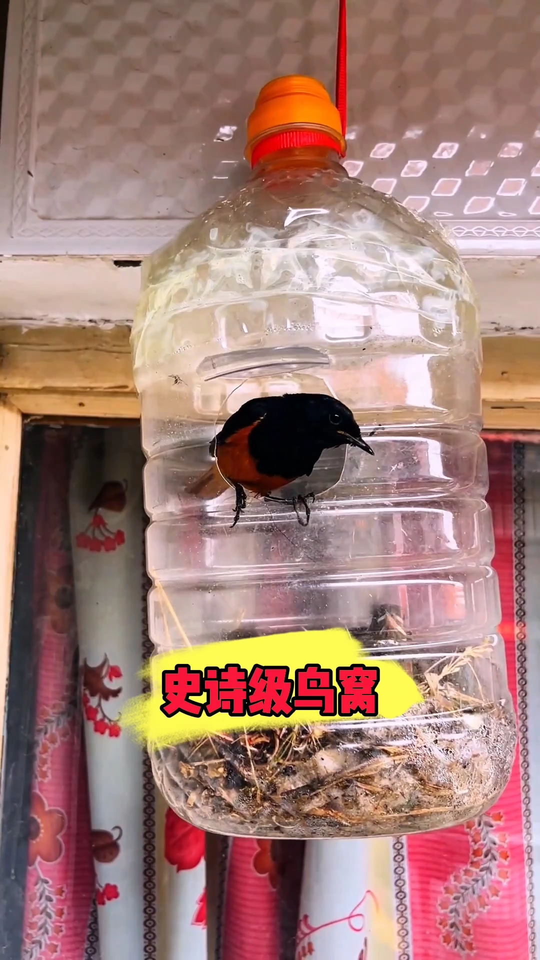 给小鸟做的窝,全家都很喜欢!