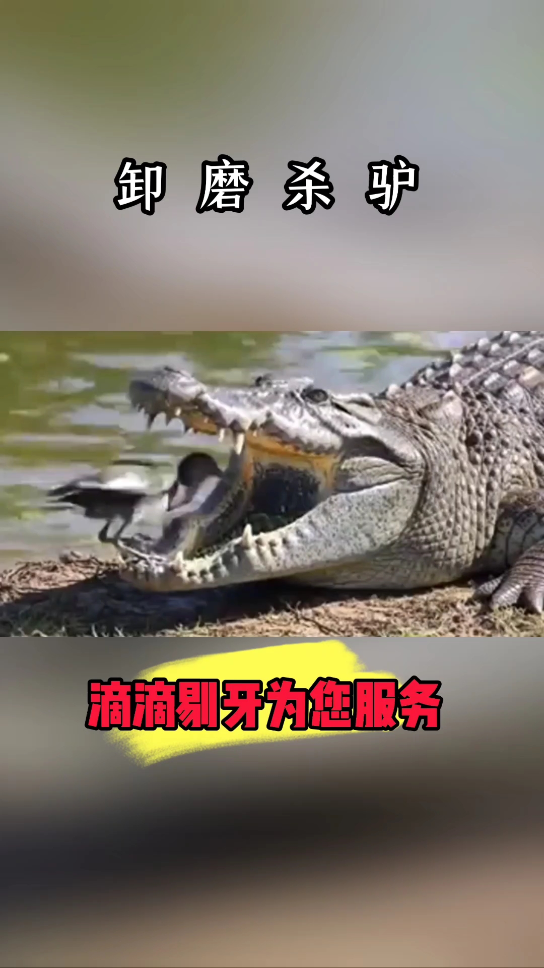 这是什么鸟?这样进鳄鱼嘴的?