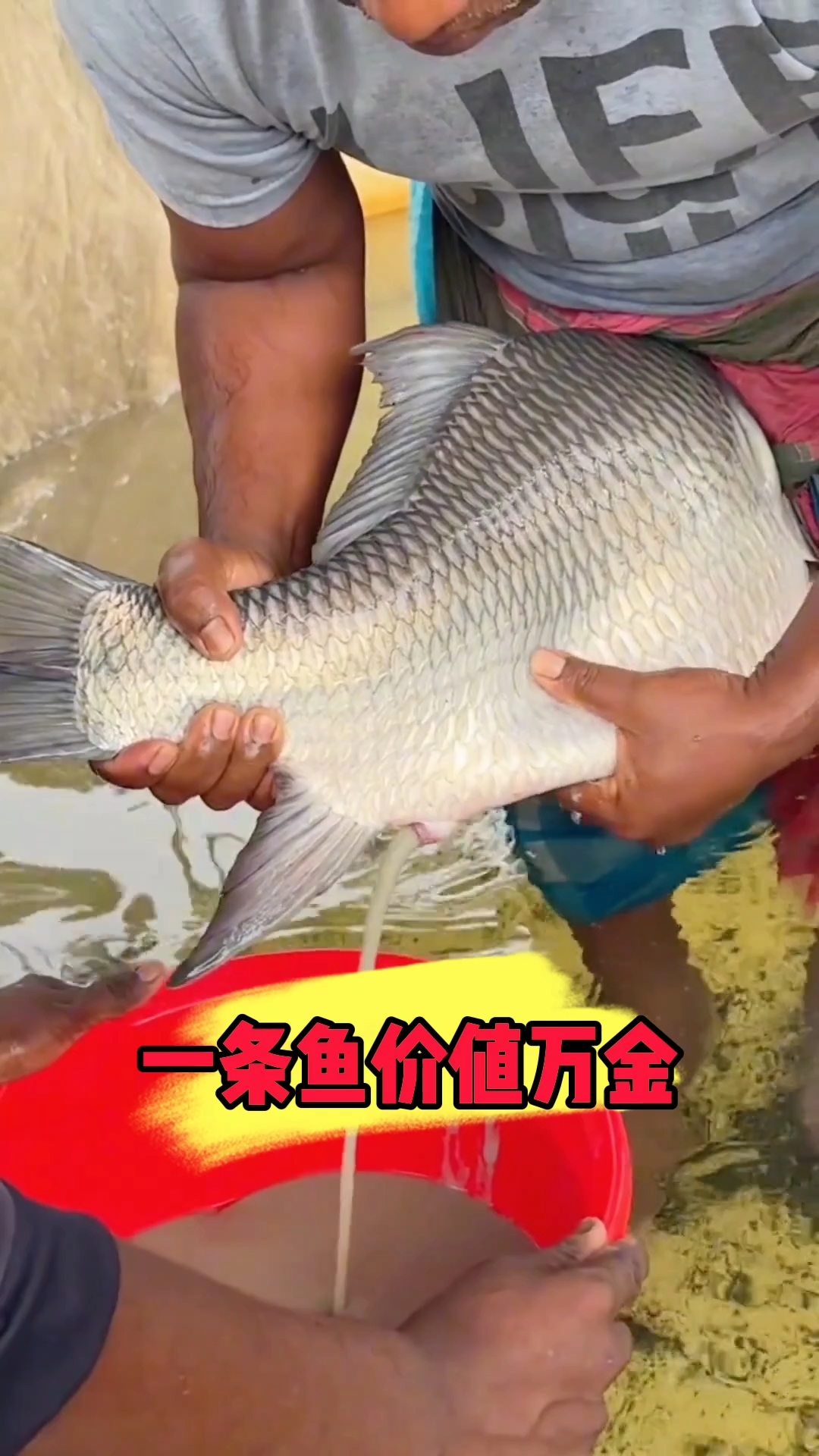 顶级鱼子酱是哪里来的?
