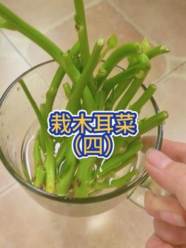 只是种木耳菜的命啦！#阳台种菜 #木耳菜