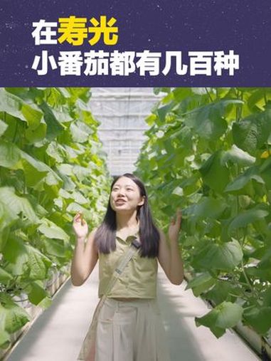 在寿光,小番茄都有几百种 寿光寿光 蔬菜