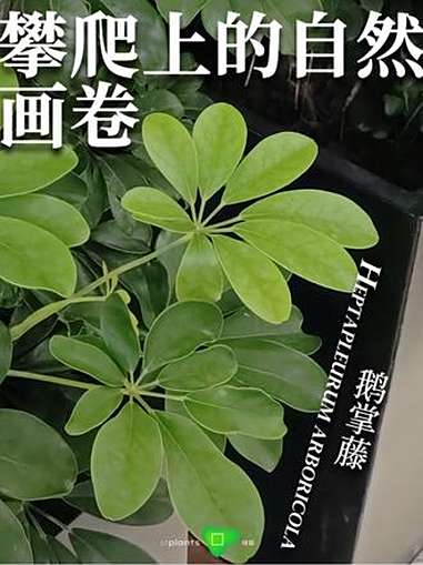 绿图app:景观植物智能顾问｜鹅掌藤：攀爬上的自然画卷 园林 园林绿化 风景园林 园林植物