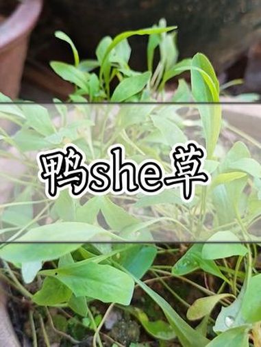 鸭舌草 青草 青草文化 潮汕青草