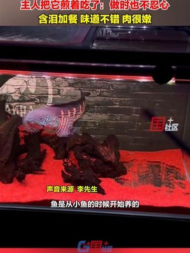 9月18日,贵州六盘水。养了五六年的黄金眼镜蛇雷龙突然死了,男子把它煎着吃了:做时也不忍心