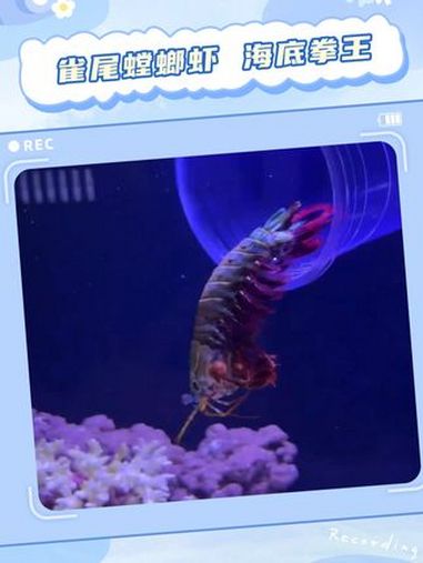所以这个虾到底能不能吃啊 雀尾螳螂虾 海底拳王 海洋生物