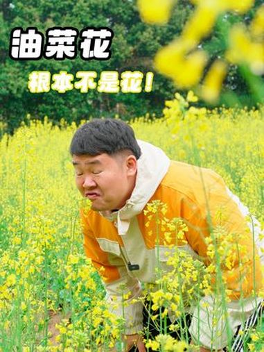 油菜花为什么不叫黄菜花?今天我们带你全面了解油菜花 科普 春天当然要拍油菜花 涨知识