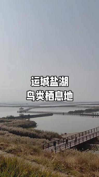 运城盐湖是山西省鸟类多样性最丰富区域之一,也是候鸟迁飞通道关键节点与运城市候鸟保护核心区。